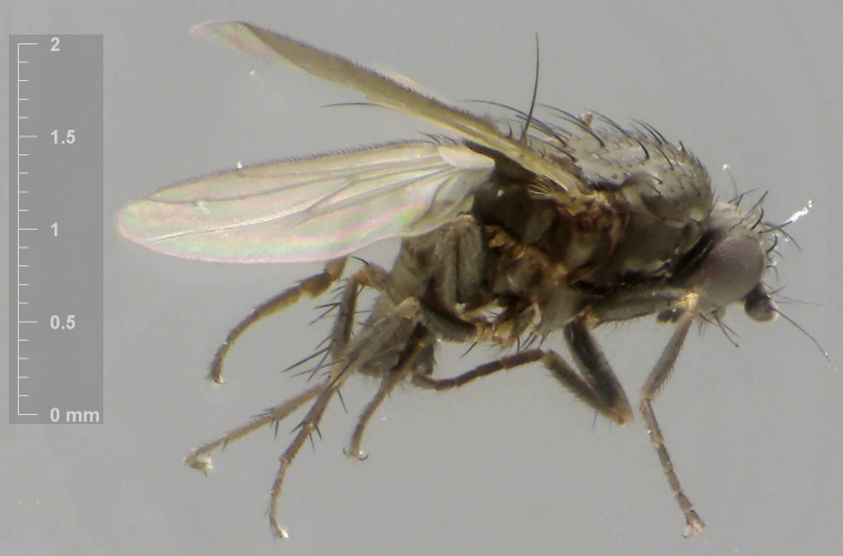 Leptocera fontinalis